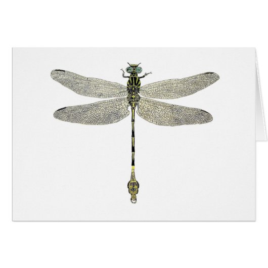 Five-Striped Leaftail Dragonfly Cards (Front Horizontal)