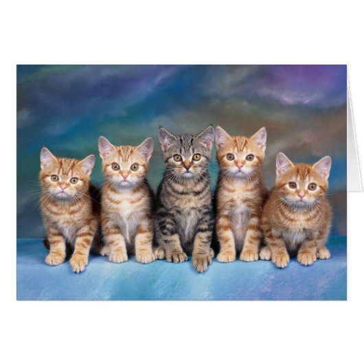 Five Tabby Kittens Blank Card (Front Horizontal)