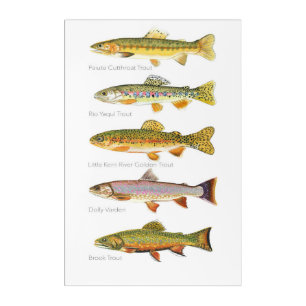 Five Trout Fish  Acrylic Print