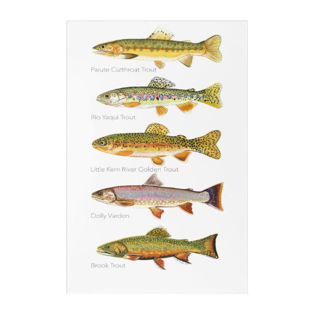 Five Trout Fish  Acrylic Print (Front)