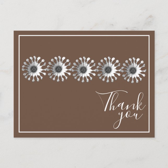 Five White Daisies Brown Background Thank You Postcard (Front)