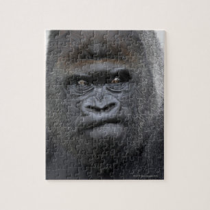 Flachlandgorilla, Gorilla gorilla, Jigsaw Puzzle