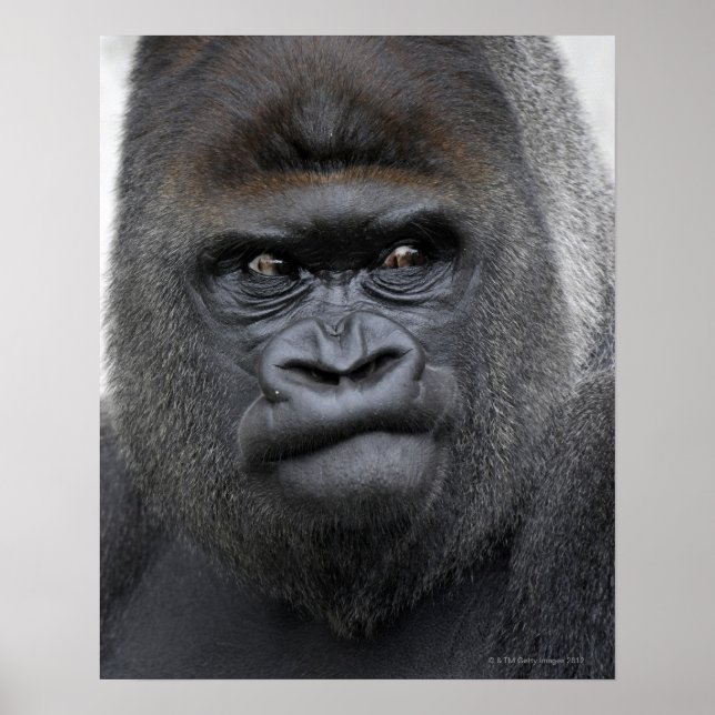 Flachlandgorilla, Gorilla gorilla, Poster (Front)