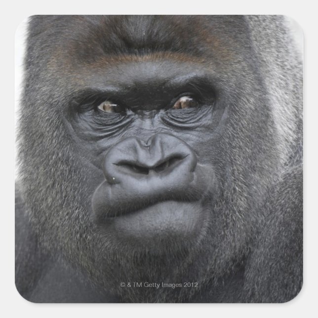 Flachlandgorilla, Gorilla gorilla, Square Sticker (Front)