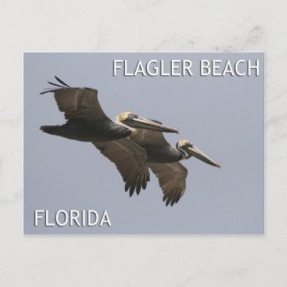 Flagler Beach Pelican Pair Postcard