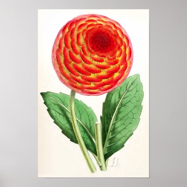 "Flambeau Dahlia" Vintage Illustration Poster (Front)