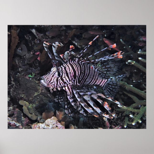 Flambouyant Lionfish Poster (Front)
