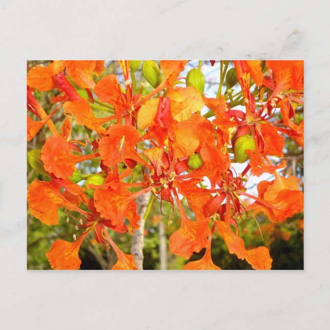 Flamboyan tree flowers (CloseUp) Postcard (Front)