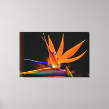 Flamboyant Bird of Paradise Flower