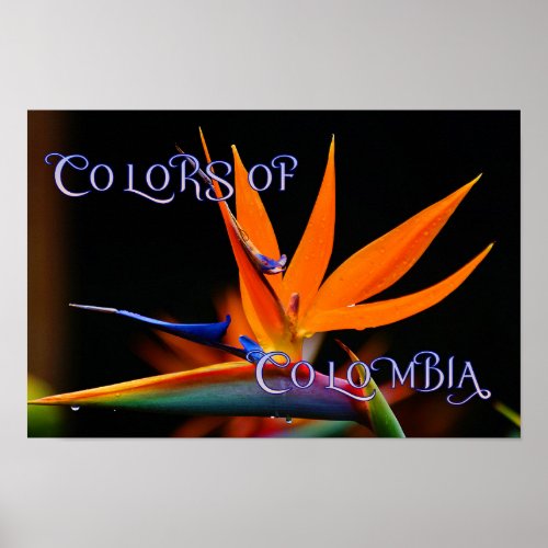 Flamboyant Bird of Paradise Flower Poster