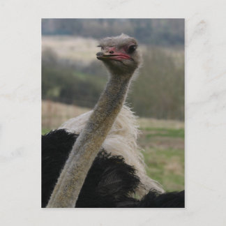 Flamboyant Ostrich Postcard