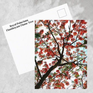 Flamboyant Royal Poinciana Flame Tree Photographic