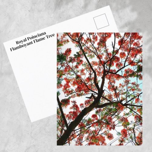Flamboyant Royal Poinciana Flame Tree Photographic Postcard