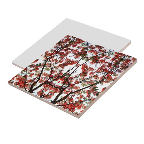 Flamboyant Royal Poinciana Tree Ceramic Tile