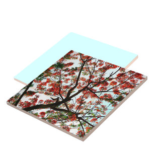 Flamboyant Royal Poinciana Tree Ceramic Tile