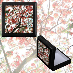 Flamboyant Royal Poinciana Tree Keepsake Gift Box