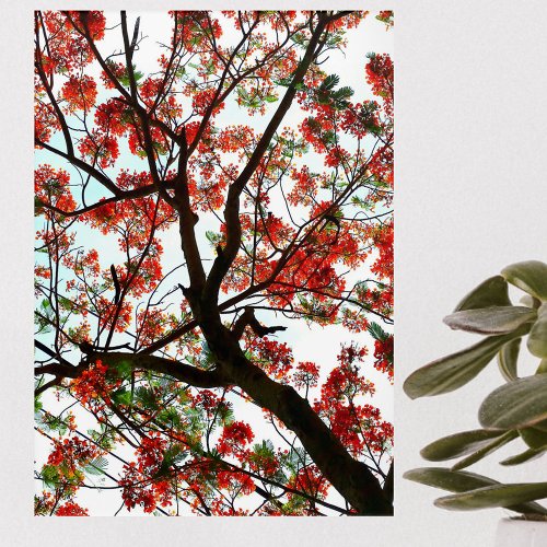 Flamboyant Royal Poinciana Tree Photographic Acrylic Print