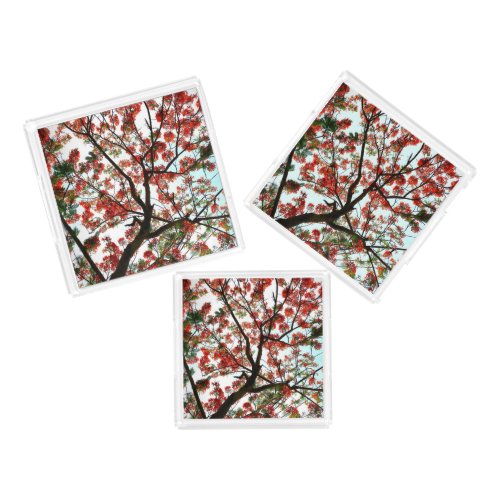 Flamboyant Royal Poinciana Tree photographic Acrylic Tray