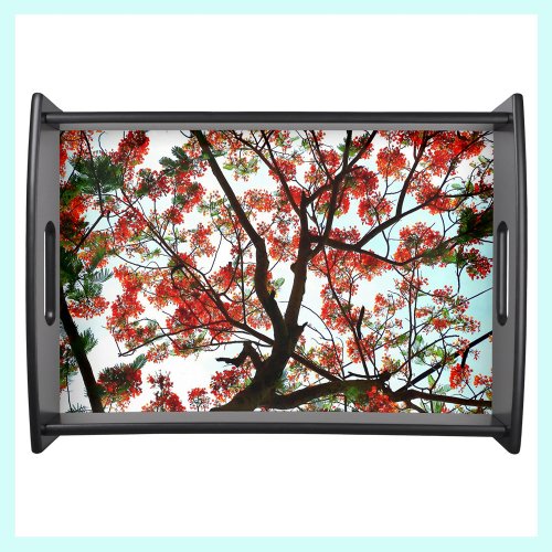 Flamboyant Royal Poinciana Tree photographic Serving Tray