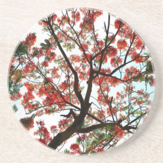 Flamboyant Royal Poinciana Tree Sandstone Coaster