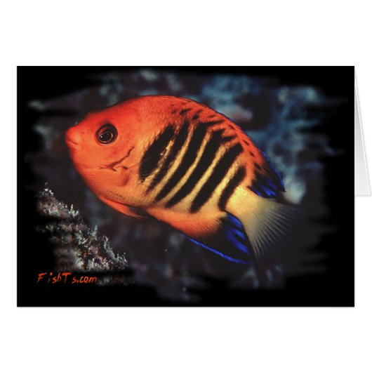 Flame Angelfish by H2Oasis (Front Horizontal)