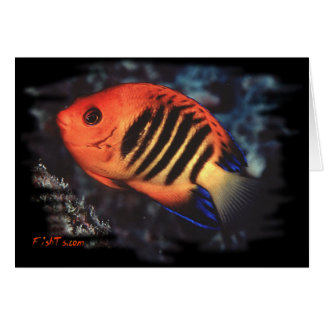 Flame Angelfish by H2Oasis Cards