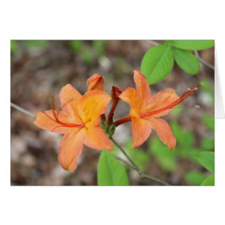 Flame Azalea Cards