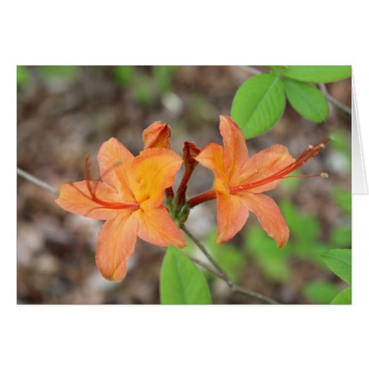 Flame Azalea Cards (Front Horizontal)