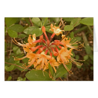 Flame Azalea Cards