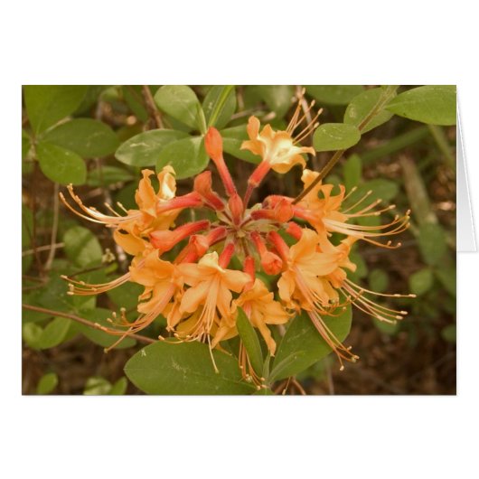 Flame Azalea Cards (Front Horizontal)