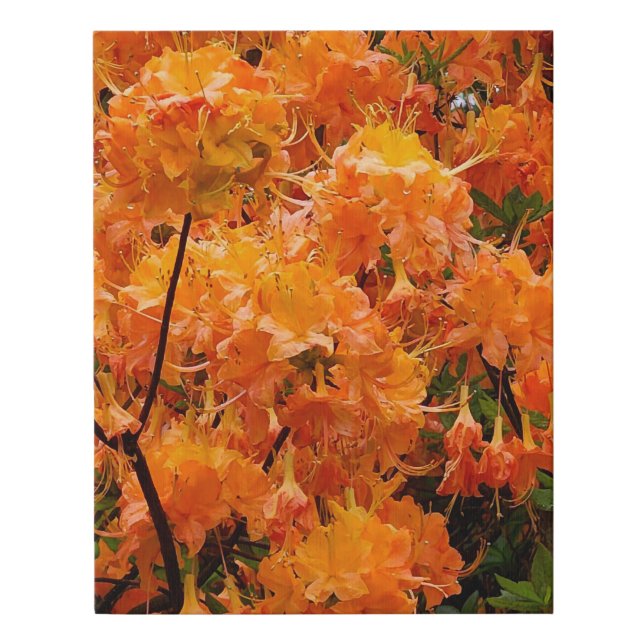 Flame Azalea Flowers Faux Canvas Print (Front)