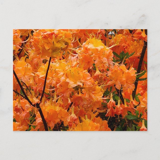 Flame Azalea Flowers Postcard (Front)