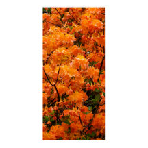 Flame Azalea Flowers