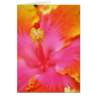 Flame Hibiscus I Cards