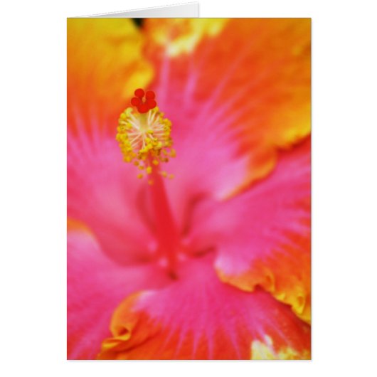 Flame Hibiscus I Cards (Front)