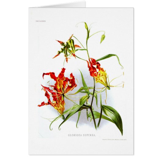 Flame lily (Gloriosa superba) Cards (Front)