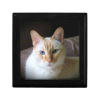 Flame Point Siamese Cat with Beautiful Blue Eyes