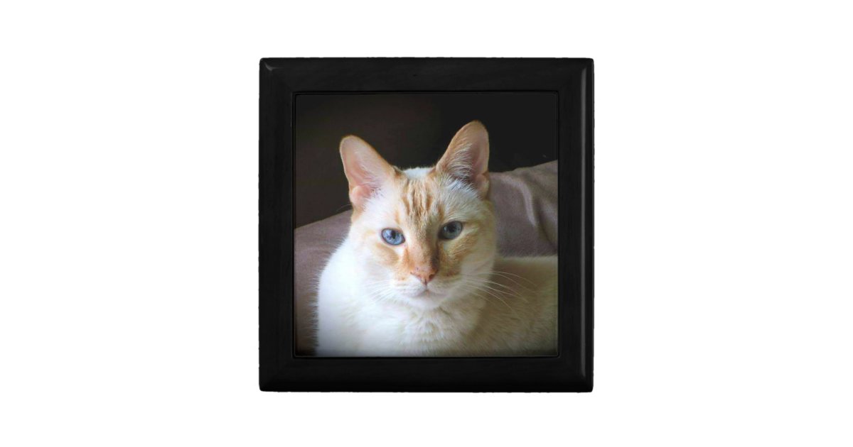 Flame Point Siamese Cat With Beautiful Blue Eyes Gift Box Zazzle