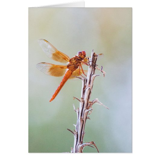 Flame Skimmer Dragonfly on Agave Cards (Front)