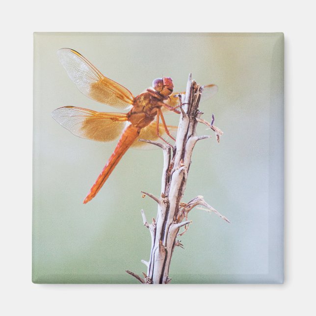 Flame Skimmer Dragonfly on Agave Magnet (Front)