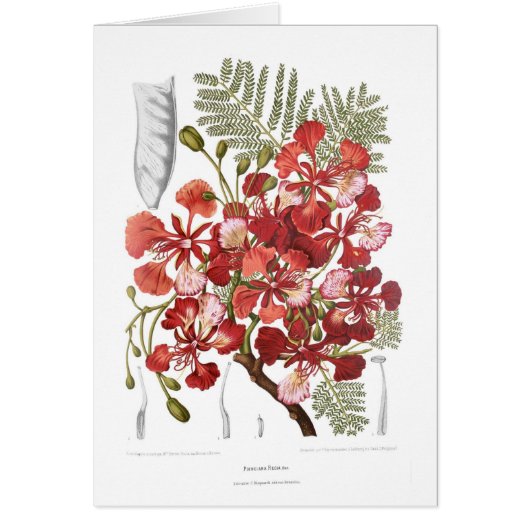 Flame Tree (Delonix regia) Cards (Front)