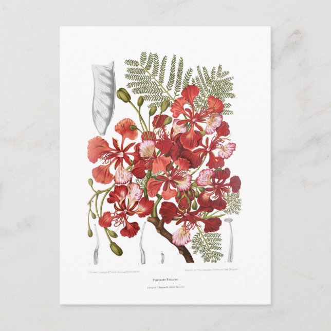 Flame Tree (Delonix regia) Postcard (Front)