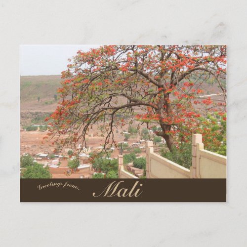 Flame Trees in Bamako Mali Postcard