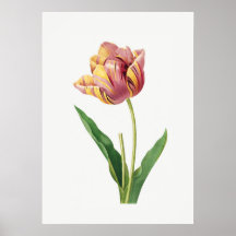 Flame Tulip Vintage Botanical Illustration Poster