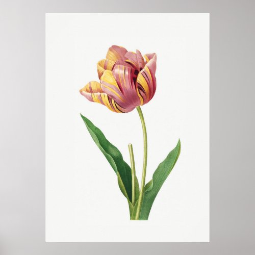 Flame Tulip Vintage Botanical Illustration Poster