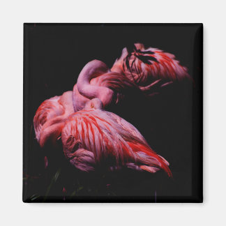 Flames in the Darkness Magnet