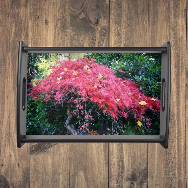 Flaming Red Japanese Maple Leaves Serving Tray (In Situ)