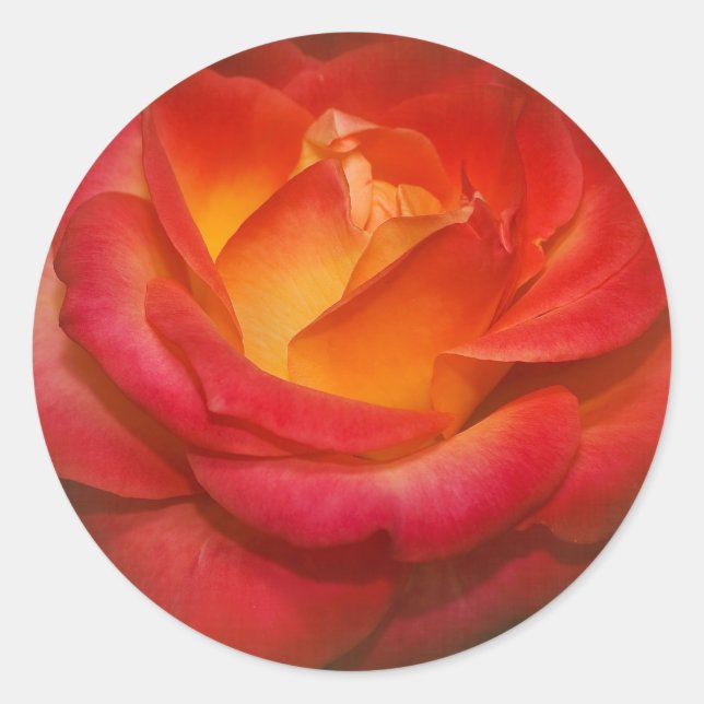 Flaming Rose on Parchment Classic Round Sticker (Front)