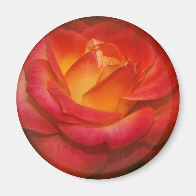 Flaming Rose on Parchment Magnet (Front)