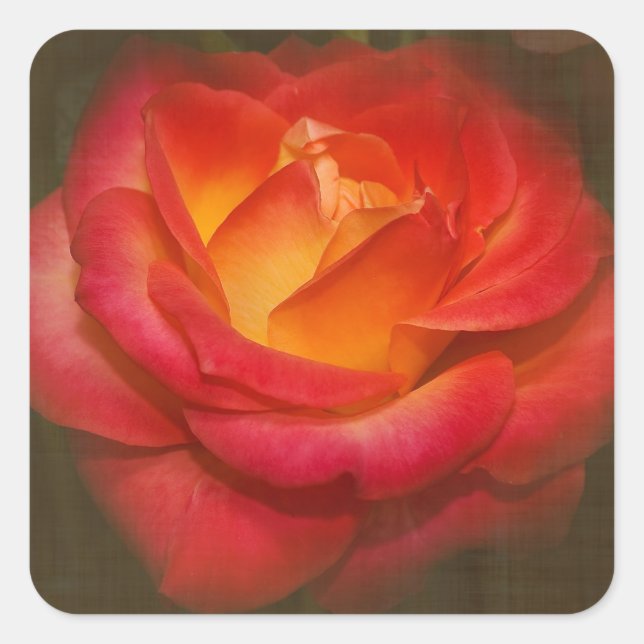 Flaming Rose on Parchment Square Sticker (Front)